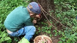 Дедушкин табак грибы из детства