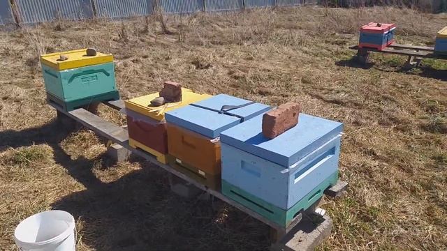 Сила пчелосемей на середину апреля. Доделал ревизию. смотреть онлайн