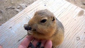 Суслик пришел в гости