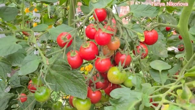 ТОМАТ СПРУТ ЧЕРРИ МАЛИНОВЫЙ. ОБЗОР КУСТА И ПОМИДОР.