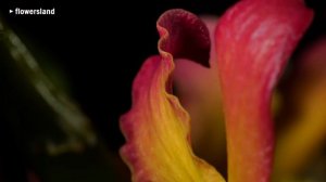 Дендробиум Ориентл Смайл 'Фэнтези' (Dendrobium Oriental Smile 'Fantasy')