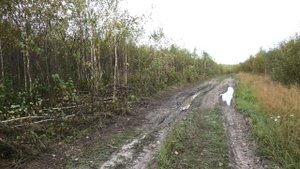 Нагонка гончей по зайцу перед предстоящим сезоном охоты, для чего это делать!