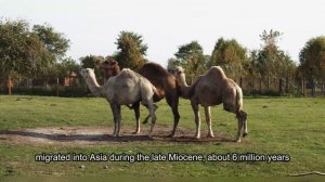 Camel: The Strange And Mysterious Animal