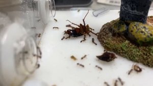 Обзор муравьев Tetramorium Bicarinatum #7