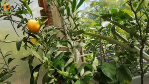 Австралийский микроцитрус Eremoorange