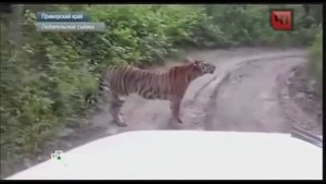 Встреча с амурским тигром в приморье