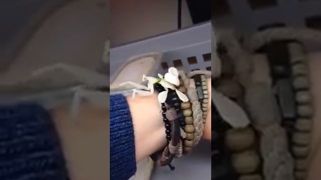 Orchid mantis ( Орхидея Богомол) смотреть онлайн