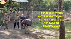 страус