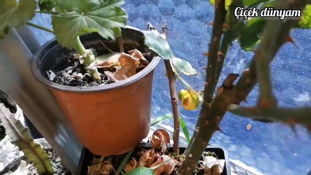 Şahane bir günden herkese selam olsun çiçeklerim 😍 buyrun izleyin arkadaşlar my balcony flowers смотреть онлайн