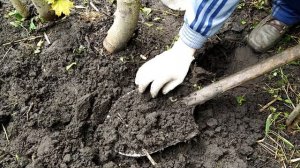 Как накопать больших червей вместо выползков. Ищем личинку жука для ловли сома