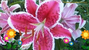 Лилия Старфигтер. Краткий обзор, описание характеристик, где купить луковицы Starfighter