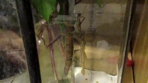 Разные виды Палочников и их содержание! 2 часть