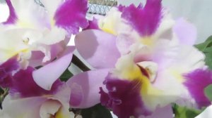 The Plant Traveller: Cattleya Orchids  #JardimBotanico #RiodeJaneiro