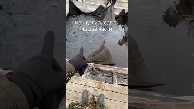 Как делить садок на две части.