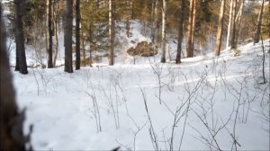 Nikon D3200. Видео тест. Зимний Лес. Nikon D3200 Cinematic test. Winter Forest.