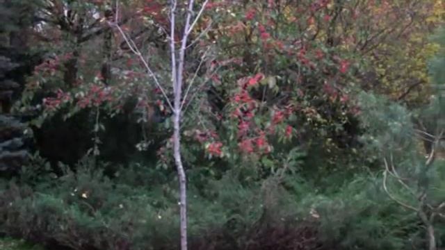 Японский сад на ВВЦ   г Москва смотреть онлайн