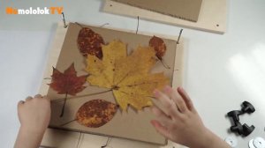 Как засушить гербарий?