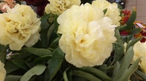 Sunny Boy peony Санни Бой пион
