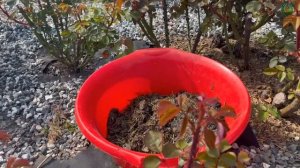 Что любит роза Супер Гранд Аморе. Питомник растений Е. Иващенко