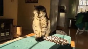 Как чихают коты