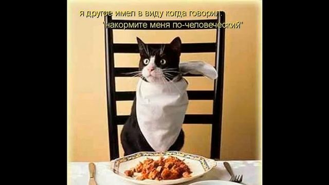 сухой корм для кошек фрискис смотреть онлайн