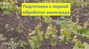 Чтобы виноград не заболел... Подготовка к первой профилактической обработке. Май 2023