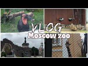 VLOG - БОЛТАЛКА I MOSCOW ZOO: ИСТОРИЯ ИСПОЛНЕНИЯ ОДНОЙ МЕЧТЫ