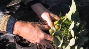 Как посадить клубнику делением куста, и не засыпать розетку.