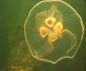 Сцифоидные медузы