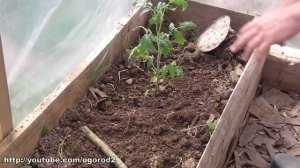 Высадка растений в теплицу. Помидоры, баклажаны, арбузы, перцы.