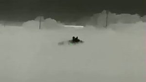 Охота на кабана на пшенице, с  IRAY SAIM SCT 35