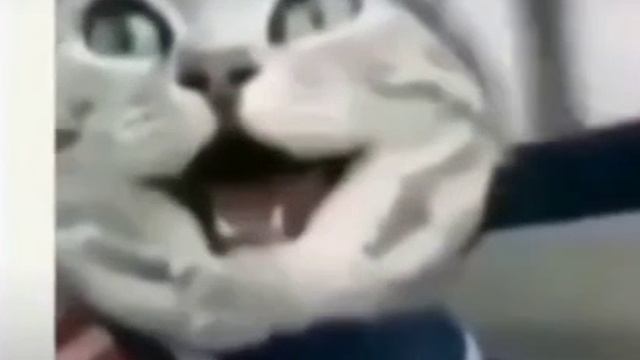 Смеющийся кот. смотреть онлайн