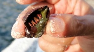 Морская рыбалка в Сочи с берега и рак-отшельник