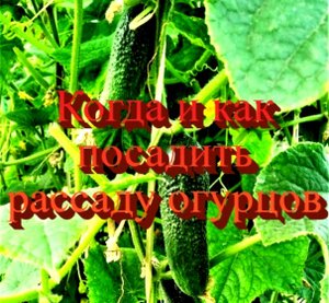 Когда и как лучше посадить рассаду огурцов