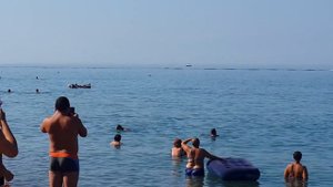 Дельфины в ЛОО 17 августа 2018