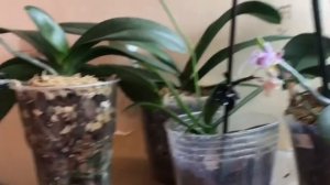 Мои цветущие орхидеи) Сого Лоуренс и Блек Джек супер цветение!