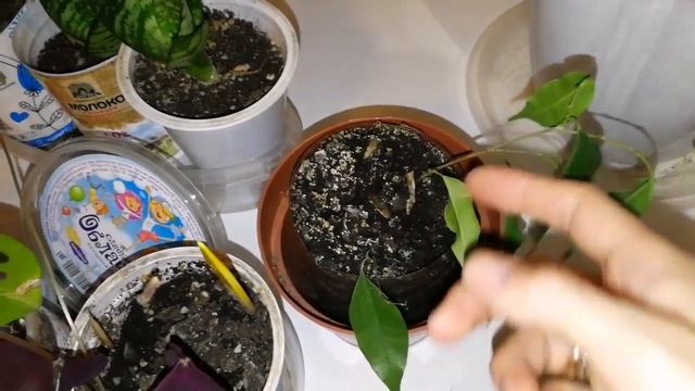 комнатные цветы. Семена прорасли, прошёл месяц смотреть онлайн