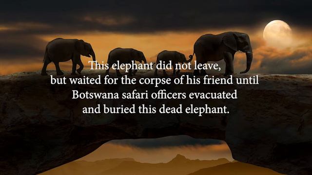 The Elephant Story  | That Teaches Us About The Meaning Of Loyalty #Motivation#Inspiration