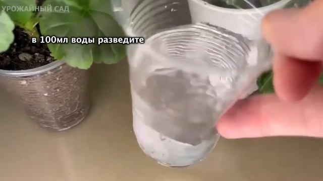 Пару Капель и Даже Старые Любые Семена Моментально Прорастают! Рассада Растет Крепкая и Урожайная! смотреть онлайн