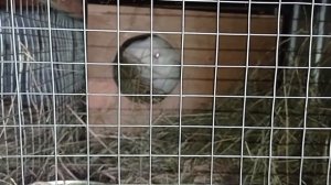 МАТОЧНИК для Крольчихи. Размеры МАТОЧНИКА.Проблемы при выращивании крольчат.