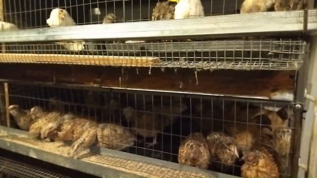 Как использовать чиктоник для перепелов смотреть онлайн