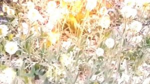 Стихотворение - "Я к вам травою прорасту" Геннадий Шпаликов.