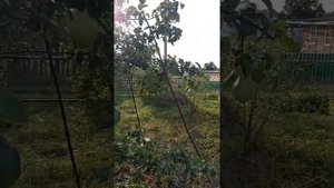 Груша "Просто Мария"