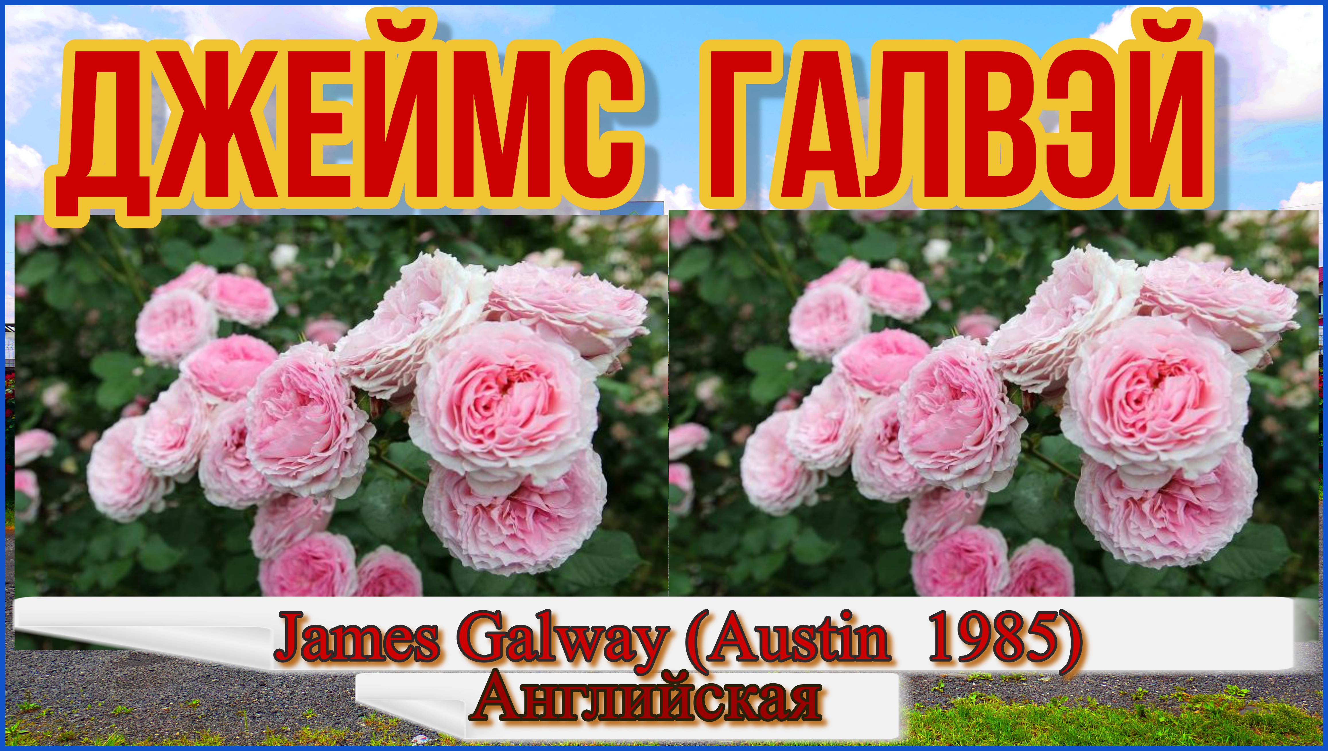 Роза  Джеймс Гaлвэй  (Английская) - James Galway (Austin  1985)