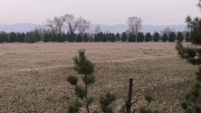 Остров Татышева, Красноярск