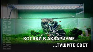 Проблемы в аквариуме. Отзыв о новом светильнике