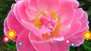 Пион молочноцветковый Auguste Dessert. Краткий обзор, описание характеристик, где купить саженцы