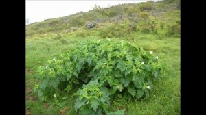 Ядовитые растения России.