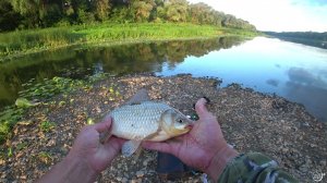 КАРАСЬ НА ДОНКИ р.ДОН Ловлю с островка