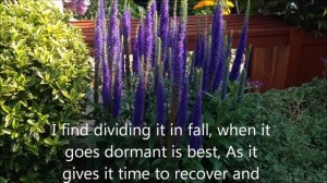 Dwarf veronica ulster blue, Help care propagation